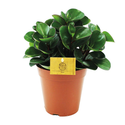 Kamerplant - Peperomia Burning Bush - Pot Ø 15cm Hoogte ↕ 25cm