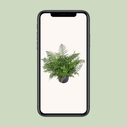 Kamerplant - Asplenium Parvati - Pot Ø 23cm Hoogte ↕ 55cm