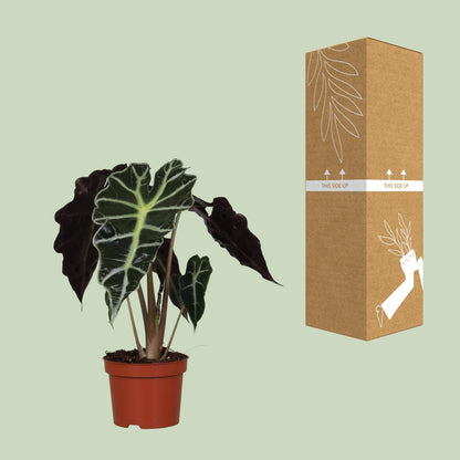Kamerplant - Alocasia Amazonica Polly - Pot Ø 12cm Hoogte ↕ 30cm