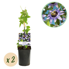 Buitenplant 2x Passiflora 'Damsels Delight' - Bloeiend - Pot Ø 11cm Hoogte ↕ 40cm