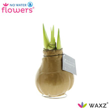 Kunstplant - Waxz® Metallic Gold - Hoogte ↕ 15cm