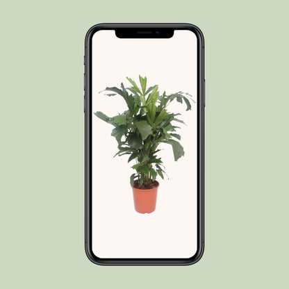 XL kamerplant - Caryota Mitis - Pot Ø 24cm Hoogte ↕ 110cm