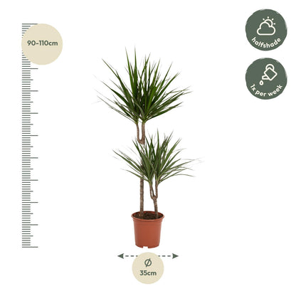Kamerplant - Dracaena Marginata - Pot Ø 19cm Hoogte ↕ 100cm