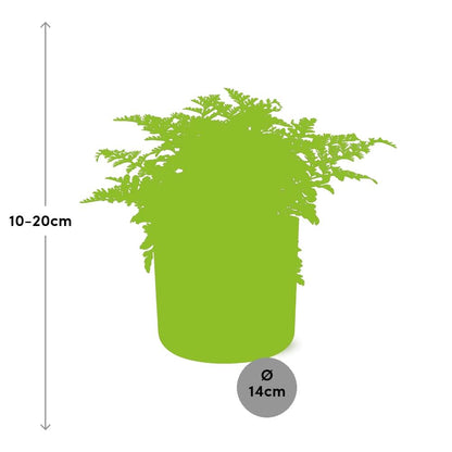 Kamerplant - Asplenium Parvati - Pot Ø 14cm