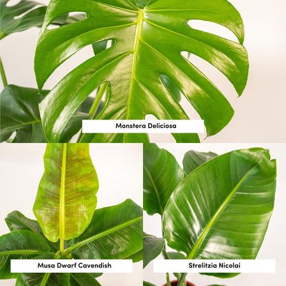 Kamerplanten set - Monstera Deliciosa + Alocasia Zebrina + Strelitzia Nicolai - Inclusief siermand