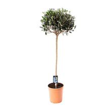 Buitenplant Olijfboom Olea - Mediterraan, Decoratief - Pot Ø 19cm Hoogte ↕ 80cm