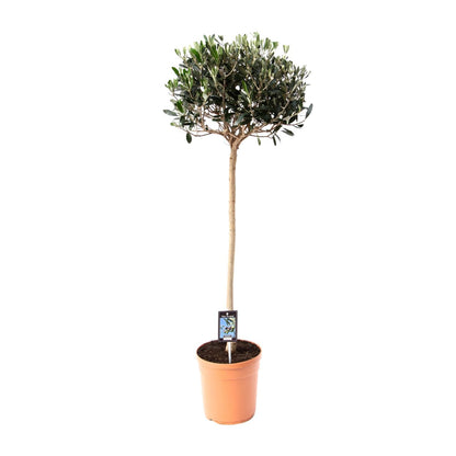 Buitenplant Olijfboom Olea - Mediterraan, Decoratief - Pot Ø 19cm Hoogte ↕ 80cm