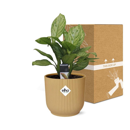 Kamerplant - Aglaonema Christina - Pot Ø 14cm