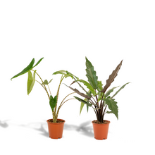 Kamerplant - Alocasia Mix (Zebrina, Lauterbachiana) - Pot Ø 19cm Hoogte ↕ 75cm