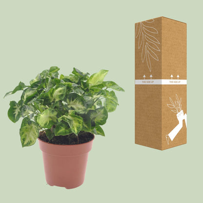 Kamerplant - Syngonium Pixie - Pot Ø 12cm Hoogte ↕ 20cm