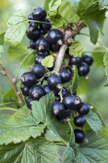 Buitenplant - Ribes nigrum 'Ben Nevis' - Zwarte bes - Pot Ø 13cm Hoogte ↕ 45cm