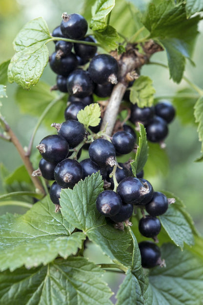 Buitenplant - Ribes nigrum 'Ben Nevis' - Zwarte bes - Pot Ø 13cm Hoogte ↕ 45cm