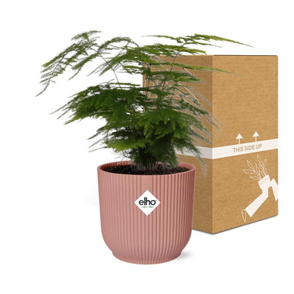Kamerplant - Asparagus Setaceus 'Plumosus' - Pot Ø 14cm Hoogte ↕ 30-45cm