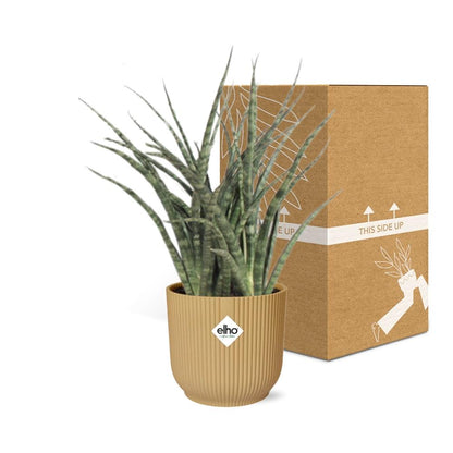 Kamerplant - Sansevieria Fernwood Punk - Pot Ø 14cm