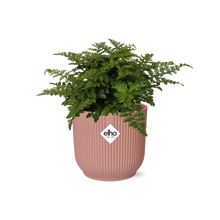 Kamerplant - Asplenium Parvati - Pot Ø 14cm
