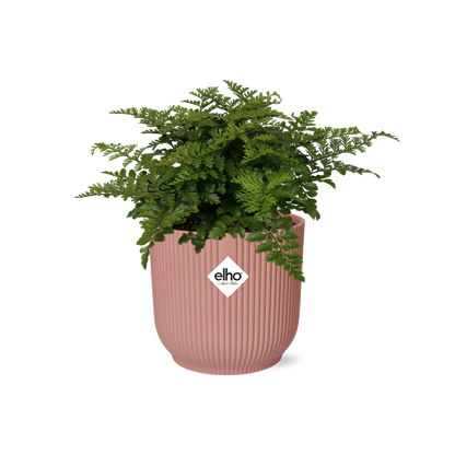 Kamerplant - Asplenium Parvati - Pot Ø 14cm