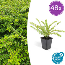 Buitenplant 48x Lonicera nitida 'Maigrün' - Pot Ø 9cm Hoogte ↕ 10-25cm