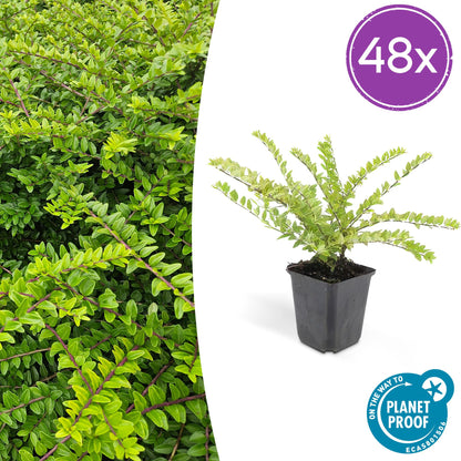 Buitenplant 48x Lonicera nitida 'Maigrün' - Pot Ø 9cm Hoogte ↕ 10-25cm