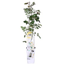 Buitenplant - Rosa Crazy in Love 'Vanilla' - Crème Roos - Bloeiend - Pot Ø 15cm Hoogte ↕ 65cm