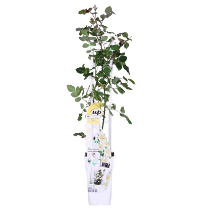 Buitenplant - Rosa Crazy in Love 'Vanilla' - Crème Roos - Bloeiend - Pot Ø 15cm Hoogte ↕ 65cm