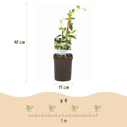 Buitenplant 2x Trachelospermum jasminoides - Bloeiend, Groenblijvend - Pot Ø 11cm Hoogte ↕ 40cm