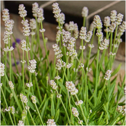Buitenplant 24x Lavendel angustifolia White - Bloeiend - Pot Ø 7cm Hoogte ↕ 15cm