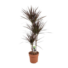 XL kamerplant - Dracaena Magenta - Pot Ø 21cm Hoogte ↕ 120cm