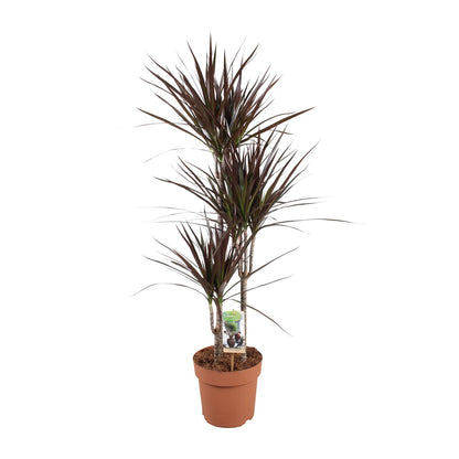 XL kamerplant - Dracaena Magenta - Pot Ø 21cm Hoogte ↕ 120cm
