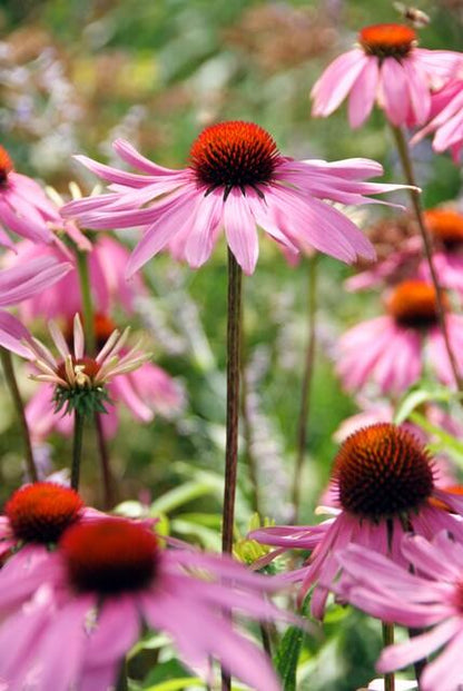Buitenplant 60x Echinacea purpurea 'Magnus' - Bloeiend - Pot Ø 9cm Hoogte ↕ 10-25cm