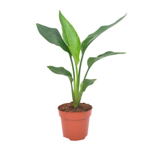 Kamerplant - Strelitzia Reginae - Pot Ø 12cm Hoogte ↕ 40cm
