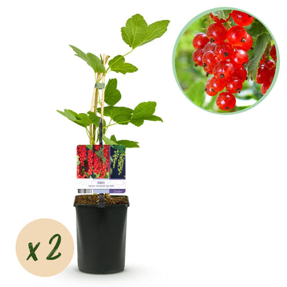 Buitenplant 2x Ribes rubrum 'Jonkheer van Tets' - Fruitplant - Pot Ø 11cm Hoogte ↕ 40cm