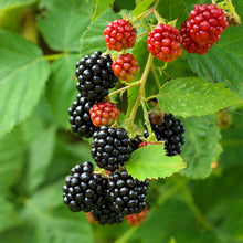 Buitenplant 2x Rubus Black Satin - Doornloze zwarte braam - Pot Ø 11cm Hoogte ↕ 40cm