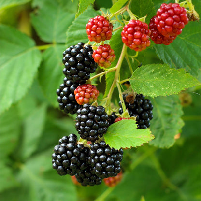 Buitenplant 2x Rubus Black Satin - Doornloze zwarte braam - Pot Ø 11cm Hoogte ↕ 40cm
