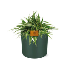 Kamerplant - Chlorophytum Ocean - Pot Ø 16cm Hoogte ↕ 15cm
