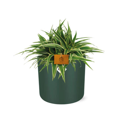 Kamerplant - Chlorophytum Ocean - Pot Ø 16cm Hoogte ↕ 15cm