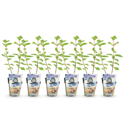 Buitenplant 6x Honingbes Lonicera caerulea Kamtschatica - Winterhard - Pot Ø 9cm