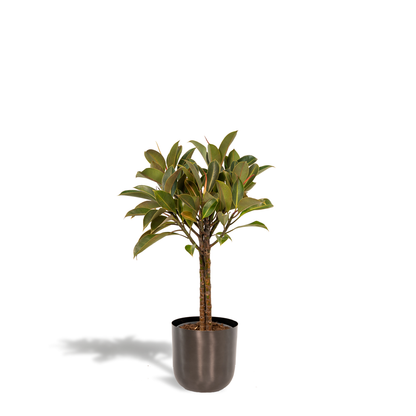 Kamerplant - Ficus elastica Melany stam - Inclusief sierpot - Pot Ø 21cm Hoogte ↕ 90cm