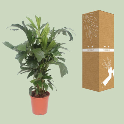 XL kamerplant - Caryota Mitis - Pot Ø 24cm Hoogte ↕ 110cm