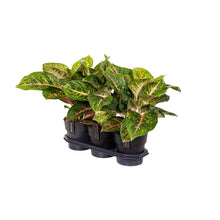Kamerplant - Aglaonema Spring Red - Pot Ø 19cm Hoogte ↕ 60cm