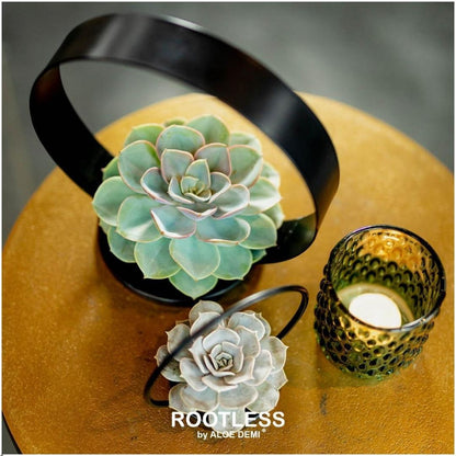 Kamerplant - ROOTLESS Echeveria Medium Mix GIY Box