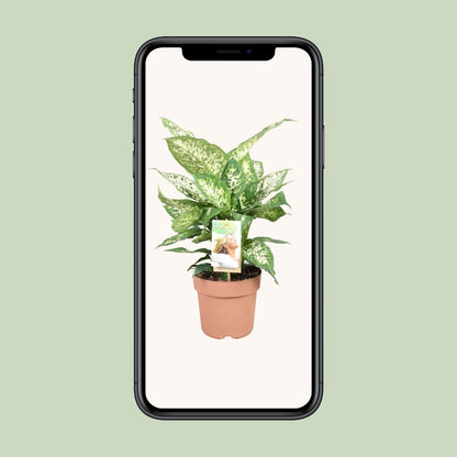 Kamerplant - Dieffenbachia Compacta - Pot Ø 17cm Hoogte ↕ 45cm