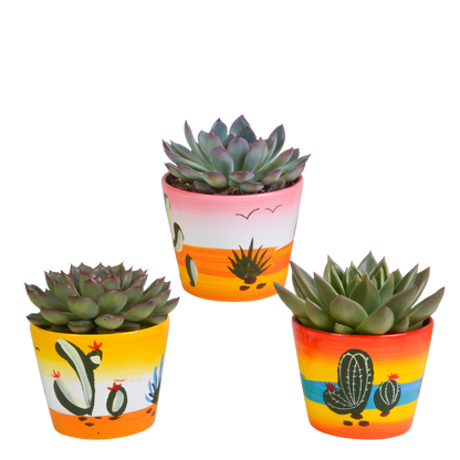 Kamerplant 3x Echeveria mix - In Mexicaanse pot - Pot Ø 10.5cm
