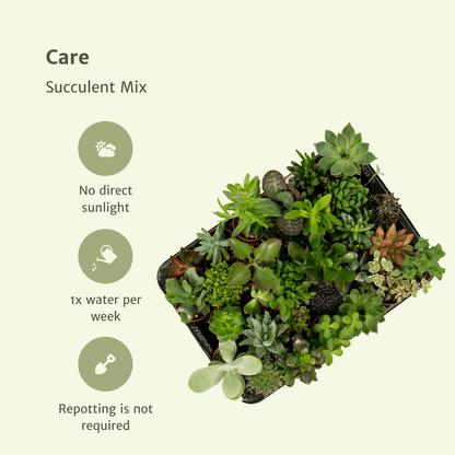 Kamerplant 10x Succulenten Mix - Pot Ø 5,5cm Hoogte ↕ 7cm
