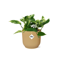 Kamerplant - Scindapsus Marble Queen - Pot Ø 14cm