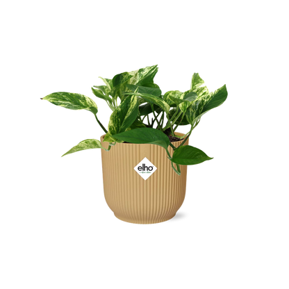 Kamerplant - Scindapsus Marble Queen - Pot Ø 14cm
