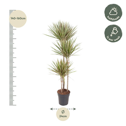 XL Kamerplant - Dracaena Bicolor - Pot Ø 24cm Hoogte ↕ 150cm