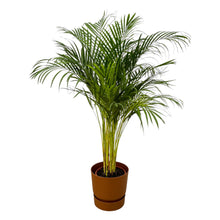 Kamerplant - Areca Palm - Pot Ø 24cm Hoogte ↕ 130cm