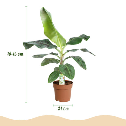 Kamerplant - Musa acuminata Dwarf Cavendish - Pot Ø 21cm Hoogte ↕ 70-75cm