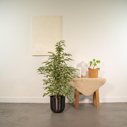 Kamerplant - Ficus benjamina Twilight - Inclusief sierpot - Pot Ø 21cm Hoogte ↕ 95cm