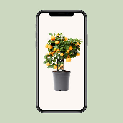 Kamerplant - Citrus Calamondin - Pot Ø 15cm Hoogte ↕ 40cm